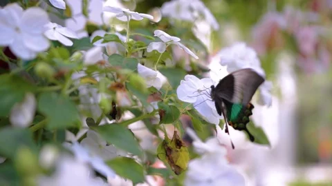 Butterfly With Flowers Stock Footage 118973961