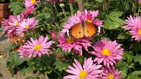 Butterfly &amp; Flowers Stock Footage 126268432