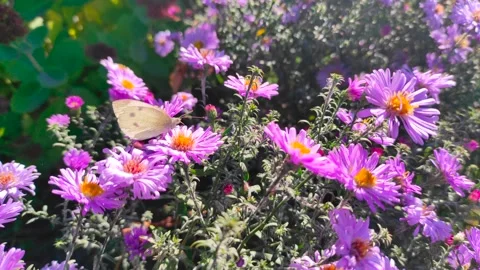 Butterfly on flowers Stock Footage 163669292