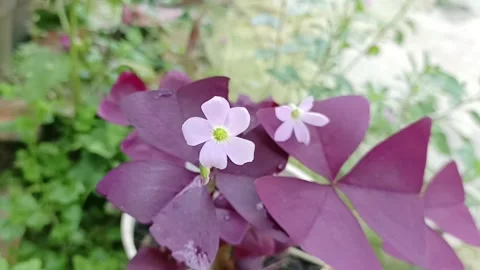 Butterfly Flowers Video stock 209117672