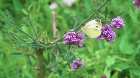 Butterfly in the flowers Stock Footage 245413268