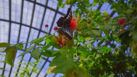 Butterfly on the flowers in the garden Stock Footage 108796342
