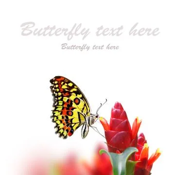 Butterfly on flowers 스톡 일러스트