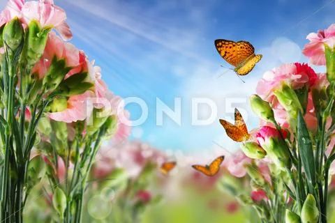 Butterfly on flowers Stock Illustration