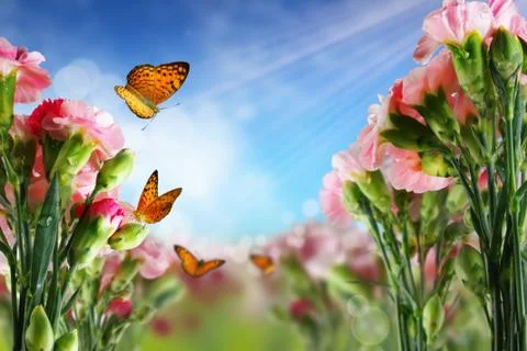 Butterfly on flowers Illustrazione stock