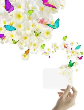 Butterfly on flowers Stock Illustration