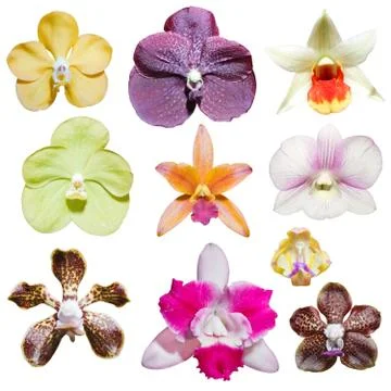 Butterfly on flowers Stock Illustration