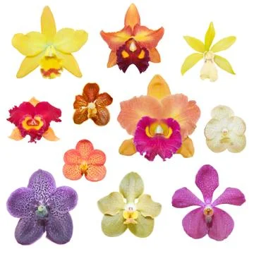 Butterfly on flowers Stock Illustration