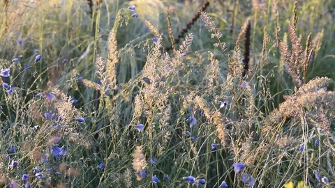 Butterfly on flowers in meadow Stock Footage 83906221
