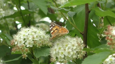 Butterfly on flowers physocarpus 스톡 동영상 64322058