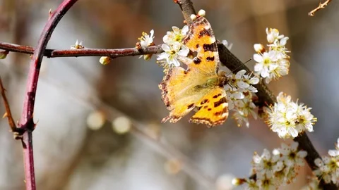 A butterfly on flowers in spring Stock Footage 152892101