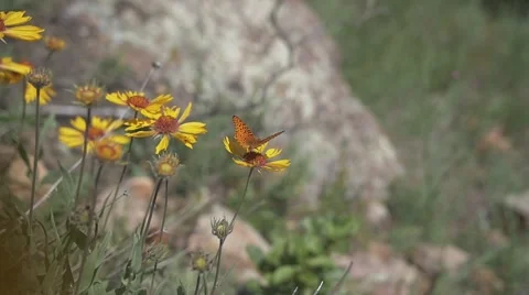 Butterfly Fluttering Stock Footage 51706094