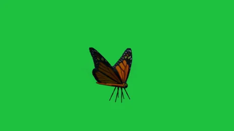 Butterfly Fluttering:  Green Screen+ Looping Видео 34035345