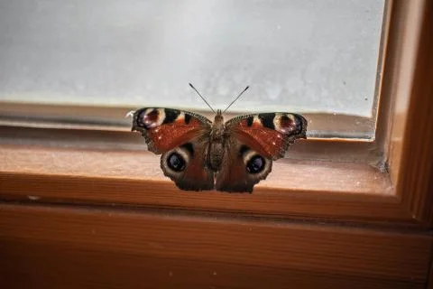 Butterfly flutters at the window Stock Photos