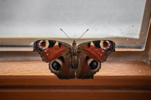 Butterfly flutters at the window Stock Photos
