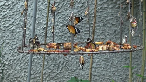 Butterfly fly and catch on cage. Stock Footage 78979514