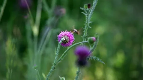 Butterfly fly and suck nectar from thistle Stock Footage 2193535