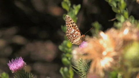 Butterfly Fly Away Video stock 612429