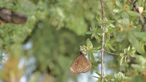Butterfly fly away Stock Footage 132169129