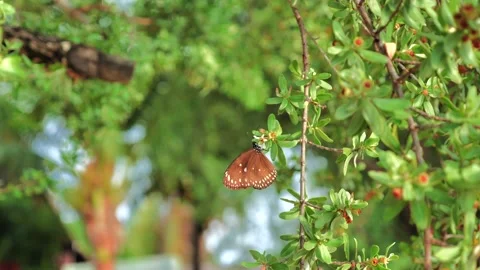 Butterfly fly away Stock Footage 132428907