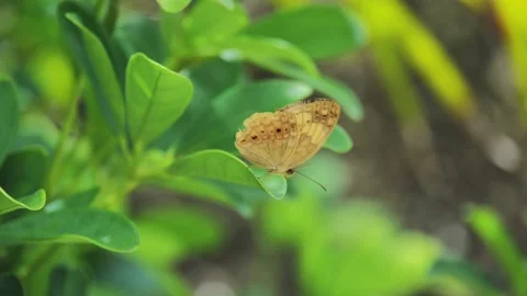 Butterfly fly away Stock Footage 132429036