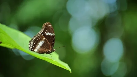Butterfly fly away Stock Footage 133148071