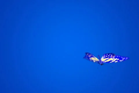 Butterfly fly on-camera NTSC Stock Footage 562261