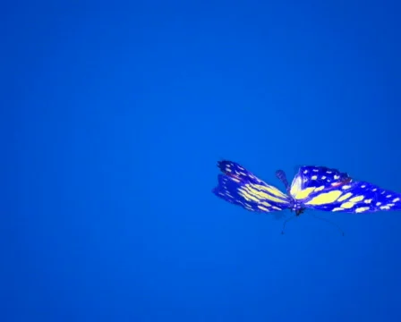 Butterfly fly on-camera PAL Stock Footage 562263