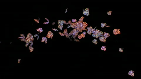 Butterfly fly,Design,pattern,symbol,dream,vision,idea,creativity,vj,art,decorati 스톡 동영상 787026