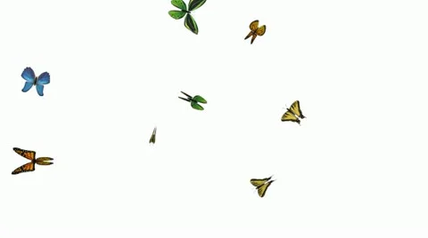 Butterfly flying - alpha, loop Stock Footage 22336161