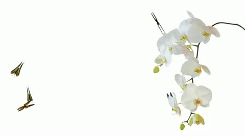 Butterfly flying - alpha, looping Stock Footage 22442023