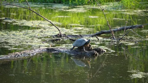 Butterfly flying around turtle Stock Footage 243454123