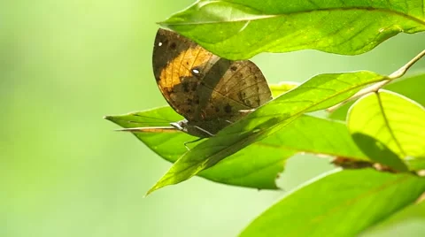 Butterfly flying away Stock Footage 56348163