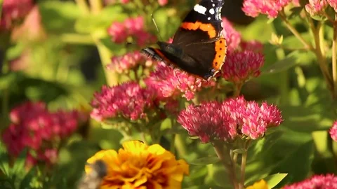 Butterfly flying away Stockbeeldmateriaal 83859349