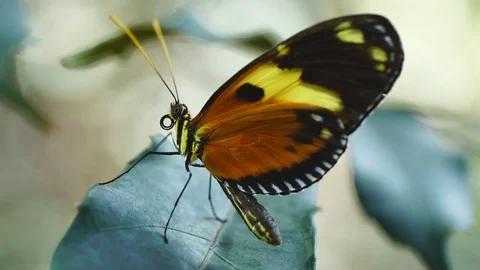 Butterfly flying away Видео 89639514