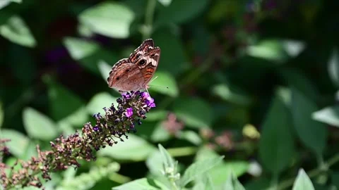 Butterfly flying away Stock Footage 249553657