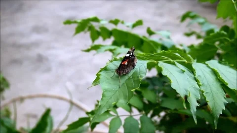 A butterfly flying away from a leaf Stock Footage 77861740