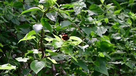 Butterfly flying away from leaf Stock Footage 246943152