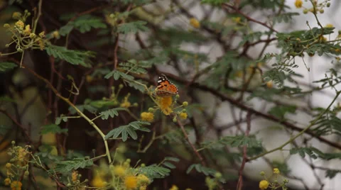 Butterfly flying away from a tree in the desert, Egypt Stock Footage 36142561