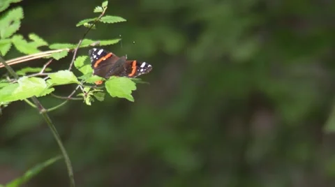 Butterfly flying off a branch Stock Footage 47502813