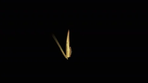 Butterfly flying in the center of the screen Video stock 44858598