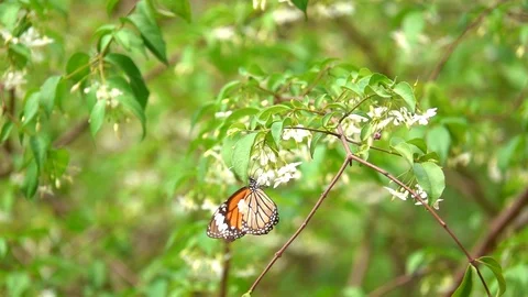 Butterfly flying concept. slow motion butterfly flying catching white flower Stock Footage