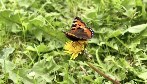 Butterfly flying off a dandelion Stock Footage 155352732