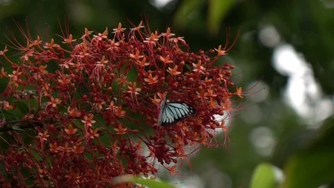 Butterfly flying for feed from pollen Stock Footage 87739468