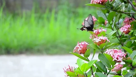 A butterfly flying on the flower 库存影片 77920935