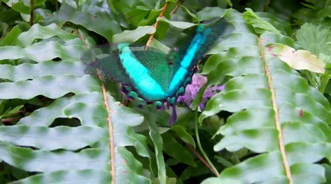  butterfly flying Stock Footage 504017