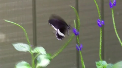 Butterfly flying Stock Footage 504063