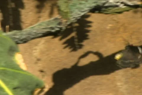 Butterfly Flying 動画素材 10704256