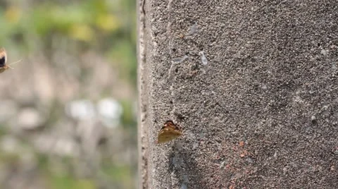 Butterfly flying Stock Footage 40889203