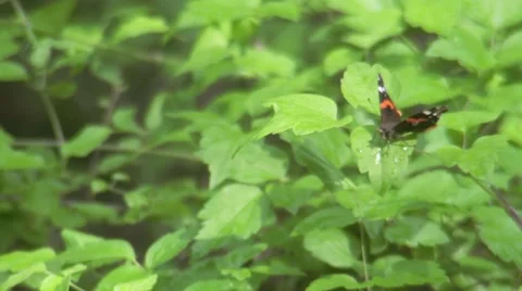 Butterfly Flying Off Stock Footage 48595196